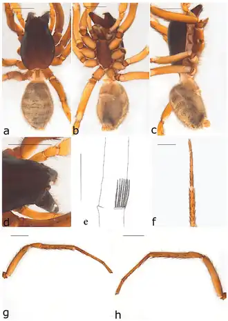 Description de l'image Ariadna otwayensis (10.3390-taxonomy2040028) Figure 11.png.