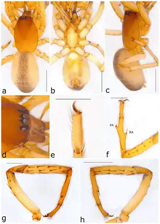 Description de l'image Ariadna pollex (10.3390-taxonomy2040028) Figure 44.png.