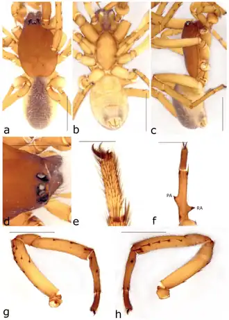 Description de l'image Ariadna propria (10.3390-taxonomy2040028) Figure 46.png.