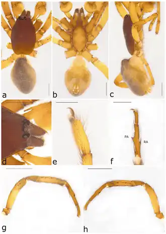 Description de l'image Ariadna rutila (10.3390-taxonomy2040028) Figure 50.png.