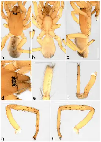 Description de l'image Ariadna simplex (10.3390-taxonomy2040028) Figure 53.png.
