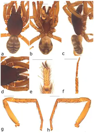 Description de l'image Ariadna sinuosa (10.3390-taxonomy2040028) Figure 13.png.