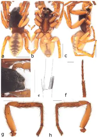 Description de l'image Ariadna spinosa (10.3390-taxonomy2040028) Figure 9.png.