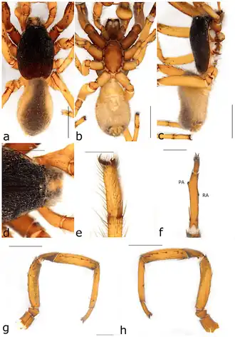 Description de l'image Ariadna subplana (10.3390-taxonomy2040028) Figure 55.png.