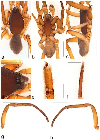 Description de l'image Ariadna tria (10.3390-taxonomy2040028) Figure 20.png.