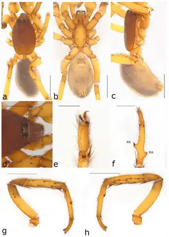 Description de l'image Ariadna una (10.3390-taxonomy2040028) Figure 62.png.