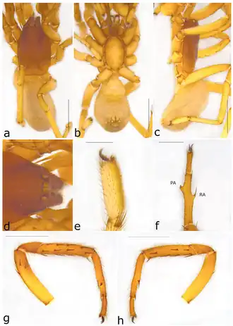 Description de l'image Ariadna ungua (10.3390-taxonomy2040028) Figure 65.png.
