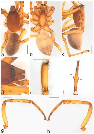 Description de l'image Ariadna valida (10.3390-taxonomy2040028) Figure 69.png.