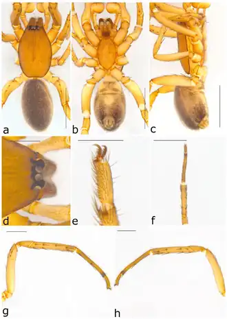 Description de l'image Ariadna woinarskii (10.3390-taxonomy2040028) Figure 73.png.