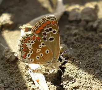 Description de cette image, également commentée ci-après