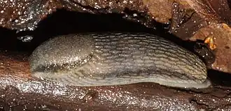 Description de l'image Arion fasciatus.jpg.