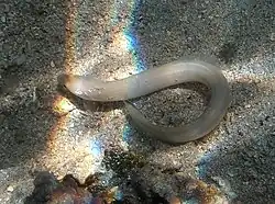 Ariosoma anago juvénile