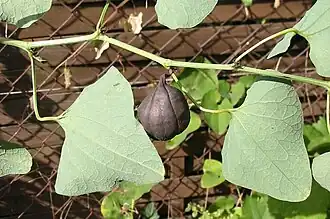 Tige avec un fruit mûr.