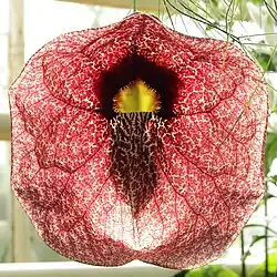 Inflorescence épanouie.