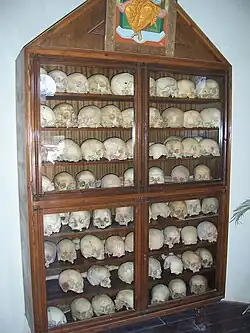 photographie couleurs : des crânes sur des étagères dans une vitrine