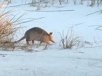 Tatou à Fort Pickens,île de Santa Rosa