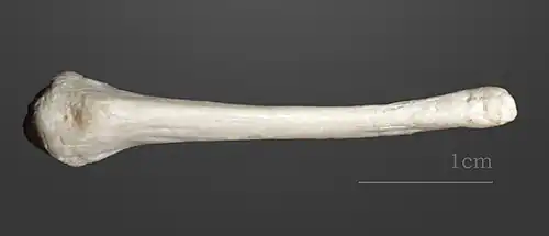 Castor d'Europe  (collection MHNT)