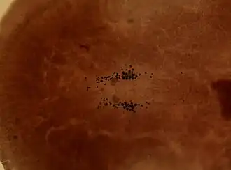 Armatoplana lactoalba, un Stylochoplanidae