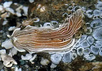 Description de cette image, également commentée ci-après