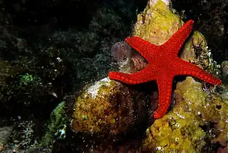 Description de l'image Armoured sea star, Fromia hemiopla.jpg.