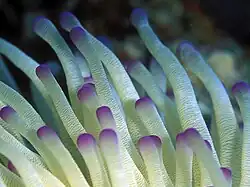 Condylactis gigantea (gros plan)