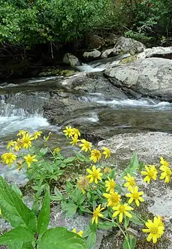 Arnica lanceolata (Washington, États-Unis).