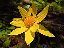 Détail de la fleur.