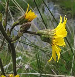 Capitules secondaires.