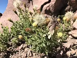 Arnica viscosa (Californie, États-Unis)