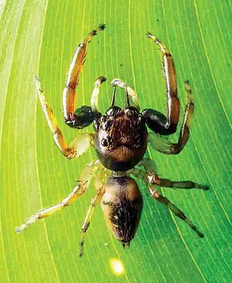 Description de l'image Arnoliseus hastatus (10.3897-zse.96.46509) Figure 5 (cropped).jpg.