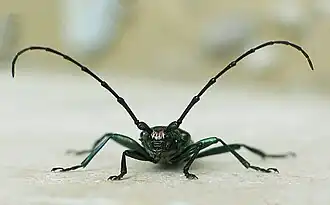 Description de l'image Aromia moschata001xx small.jpg.