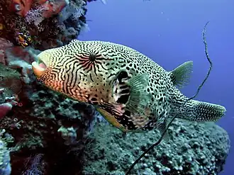 Description de l'image Arothron mappa colour corrected.jpg.