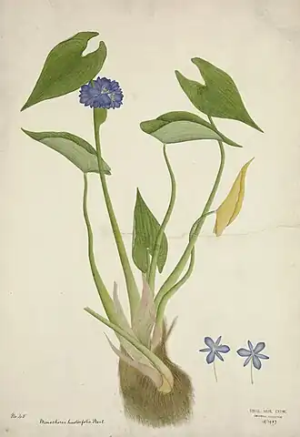 Description de l'image Arrowleaf pondweed - Unknown - 19 1927 2 45.jpg.