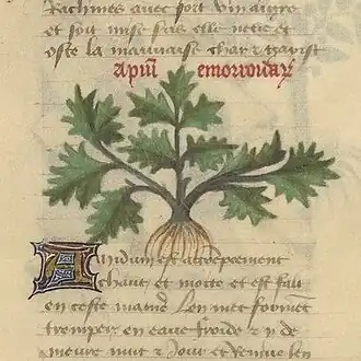 Dessin grossier d'une plante à collet épais et à trois feuilles palmatiséquées, à divisions dentées à lobées.