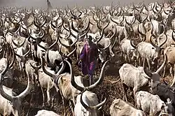 photo couleur d'un troupeau de bovins gris à longues cornes en lyre et leur berger et habit traditionnel mauve.