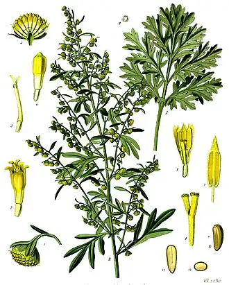 L'Absinthe (Artemisia absinthium L.), autre plante du genre Artemisia.