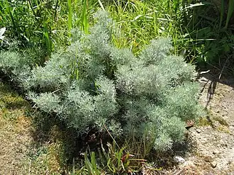 Description de cette image, également commentée ci-après