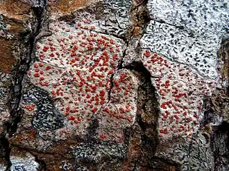 Description de cette image, également commentée ci-après