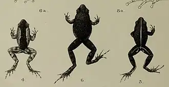 Description de l'image Arthroleptis feae - Annali del Museo civico di storia naturale di Genova (1905) (18223235080) (cropped).jpg.