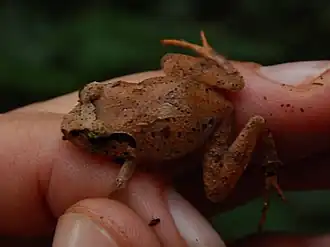 Description de l'image Arthroleptis tanneri.jpg.