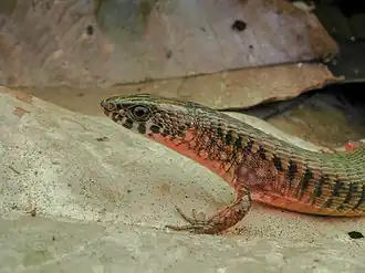 Description de l'image Arthrosaura reticulata 204611660.jpg.