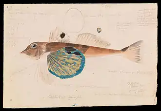 Lepidotrigla vanessa