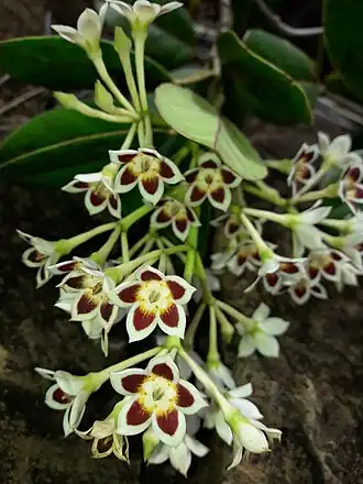 Description de l'image Artia balansae 55067707.jpg.