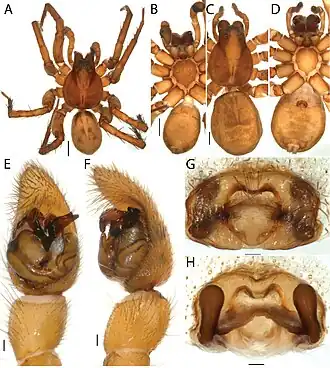 Description de l'image Artoria gloriosa (10.3897-evolsyst.2.30778) Figure 20.jpg.