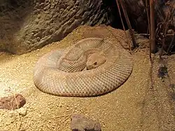 Un crotale cascabelle.