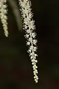 Détail d'une hampe florale d’Aruncus dioicus.