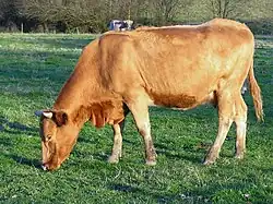 Vache unie rouge au pâturage.