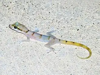 Description de l'image Asaccus gallagheri.jpg.