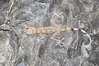 Description de l'image Asaccus platyrhynchus 84939163.jpg.