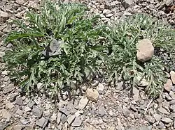 Photo en couleurs de deux rosettes poussant sur sol caillouteux. Chacune est recouvert d'un caillou au centre.